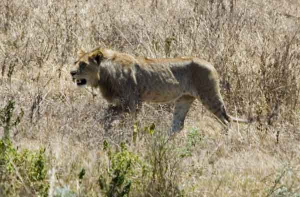 12 - Tanzania - Leon - crater del Ngorongoro